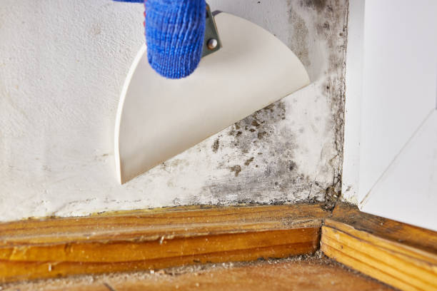 Best HVAC Mold Inspection and Cleaning  in Ddanelle, AR